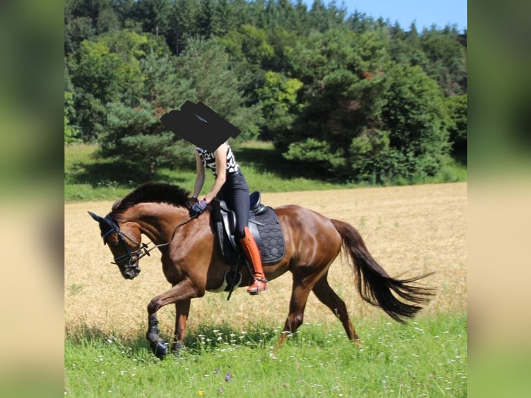 KWPN Jument 8 Ans 162 cm Alezan brûlé in Engen