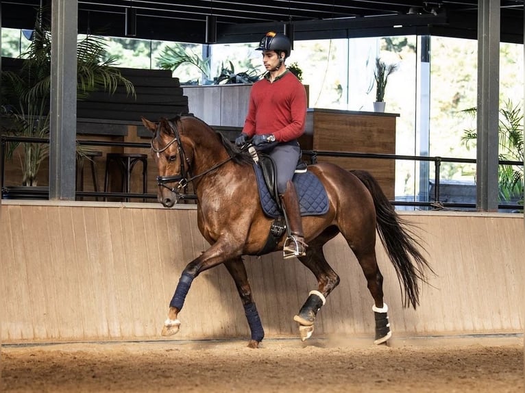 KWPN Jument 8 Ans 162 cm Bai cerise in Rosendahl