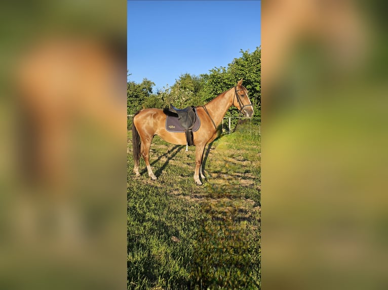 KWPN Jument 8 Ans 163 cm Alezan in Meldorf