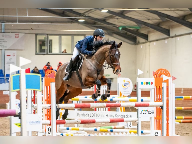 KWPN Jument 8 Ans 163 cm Bai cerise in Zielona G&#xF3;ra