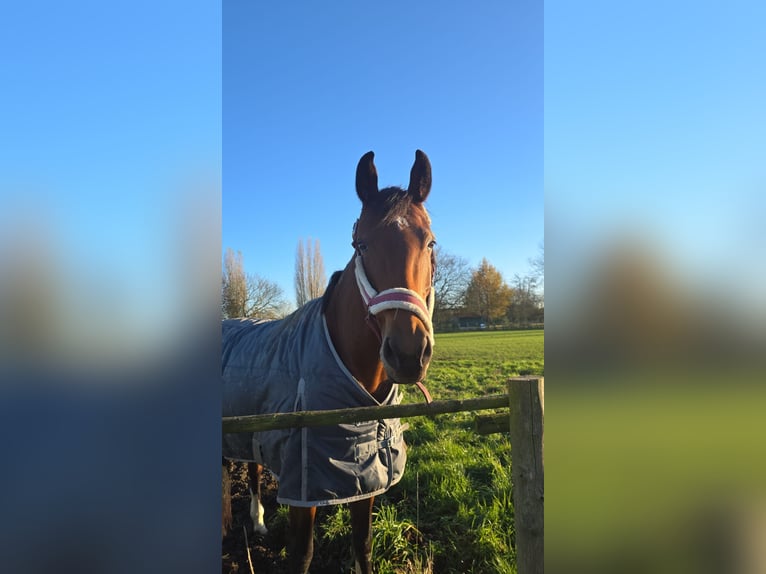 KWPN Jument 8 Ans 163 cm Bai in Didam