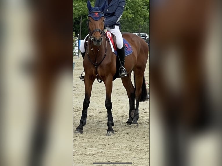 KWPN Jument 8 Ans 163 cm Bai in Gronau (Westfalen)Gronau