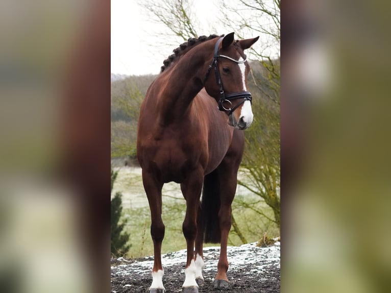 KWPN Jument 8 Ans 164 cm Alezan brûlé in Nettersheim