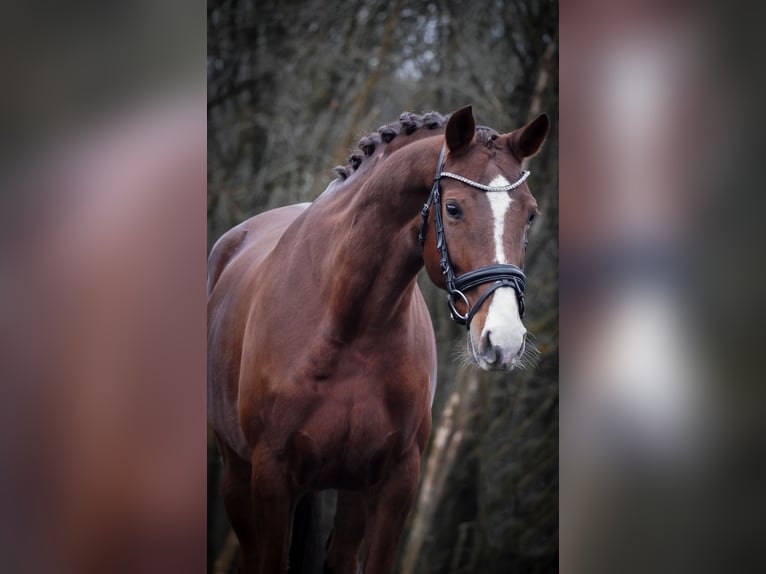 KWPN Jument 8 Ans 164 cm Alezan brûlé in Nettersheim