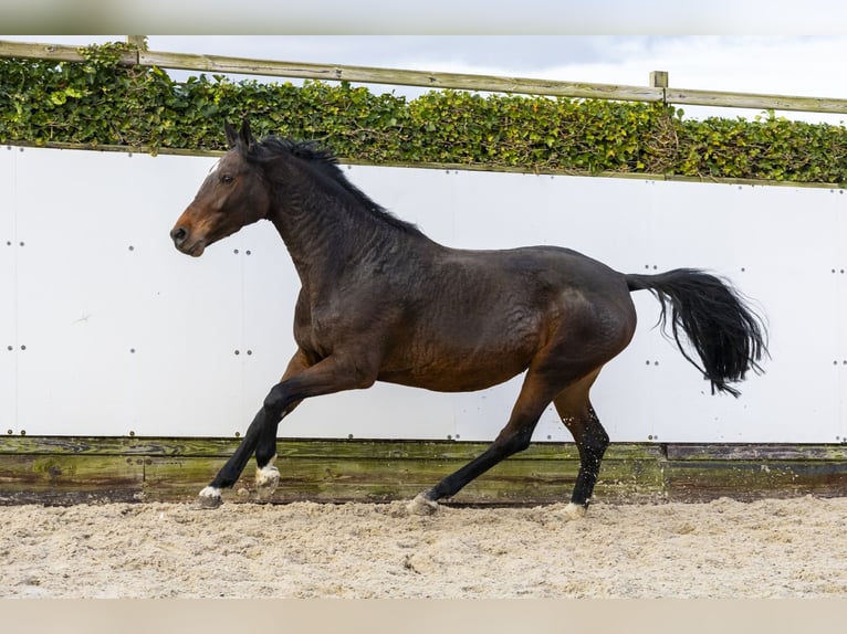 KWPN Jument 8 Ans 164 cm Bai in Waddinxveen