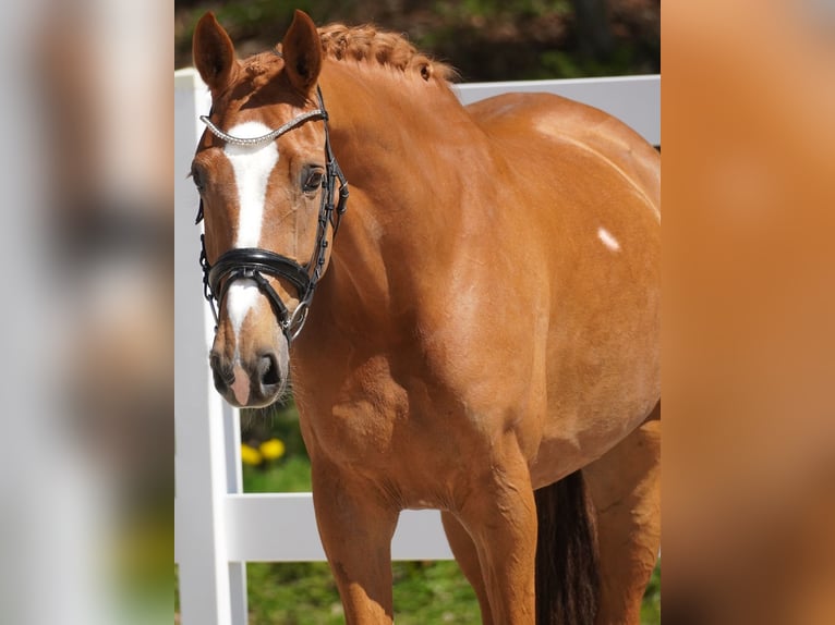 KWPN Jument 8 Ans 165 cm Alezan in Nettersheim