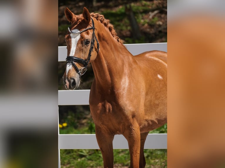 KWPN Jument 8 Ans 165 cm Alezan in Nettersheim