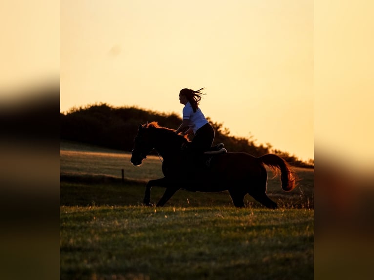 KWPN Jument 8 Ans 165 cm Alezan in Nettersheim