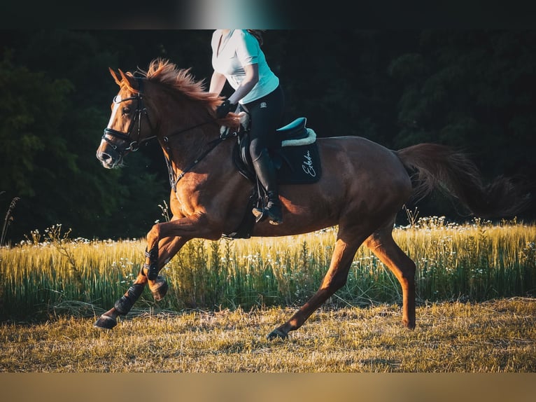 KWPN Jument 8 Ans 165 cm Alezan in Nettersheim