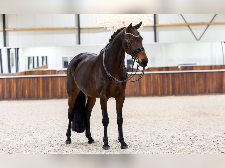 KWPN Jument 8 Ans 165 cm Bai in Kwadijk