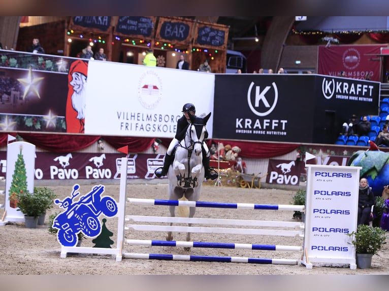 KWPN Croisé Jument 8 Ans 165 cm Gris moucheté in Slagelse