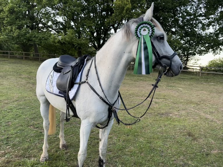 KWPN Croisé Jument 8 Ans 165 cm Gris moucheté in Slagelse