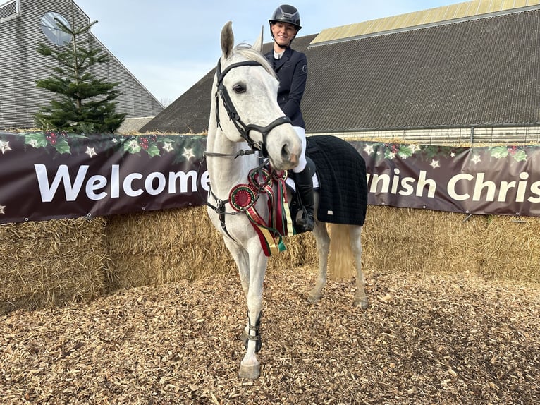 KWPN Croisé Jument 8 Ans 165 cm Gris moucheté in Slagelse