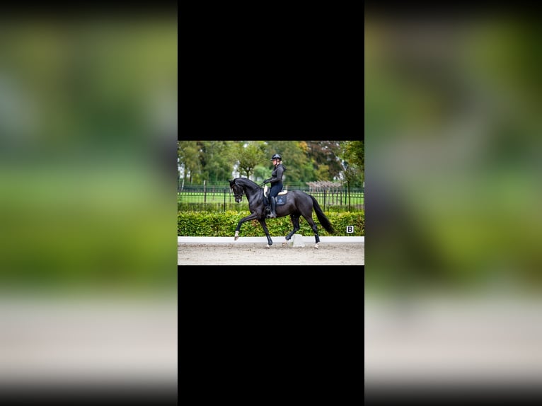 KWPN Jument 8 Ans 165 cm Noir in Weert