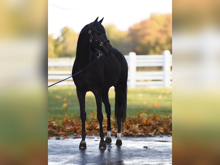 KWPN Jument 8 Ans 166 cm Bai brun in M&#xF3;r