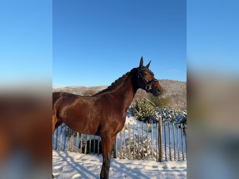 KWPN Jument 8 Ans 166 cm Bai in Haiger