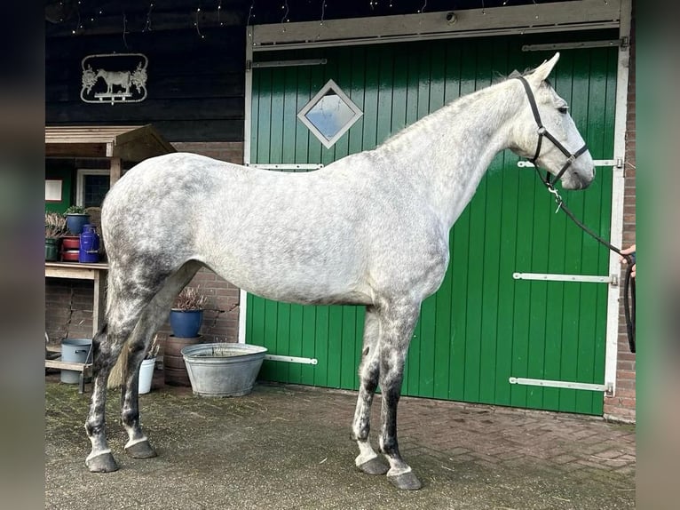 KWPN Jument 8 Ans 166 cm Pinto in Ansen