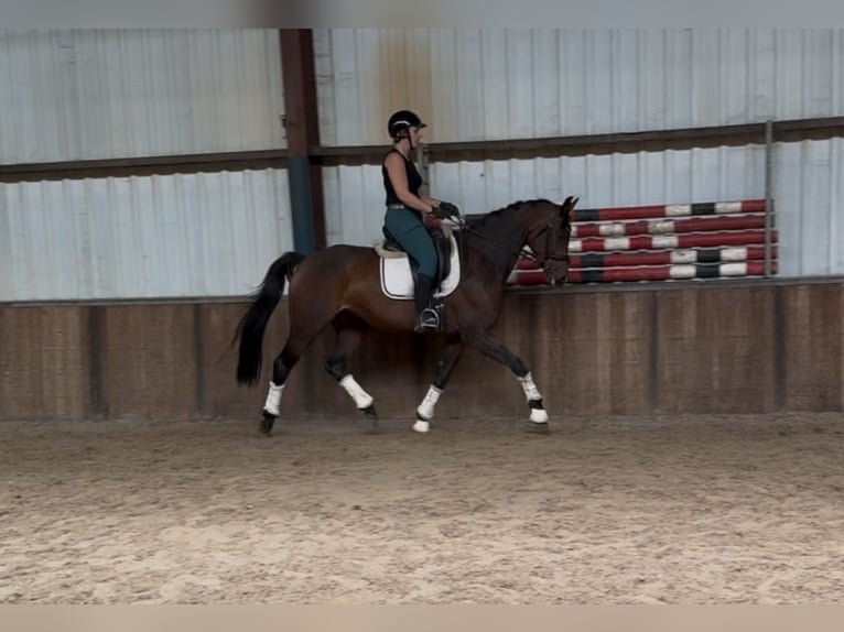 KWPN Jument 8 Ans 167 cm Bai brun in Oud Gastel