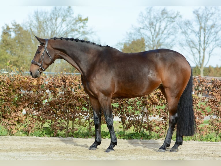 KWPN Jument 8 Ans 167 cm Bai brun in Kedichem