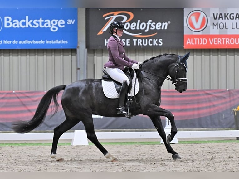 KWPN Jument 8 Ans 167 cm Bai brun foncé in Haaksbergen
