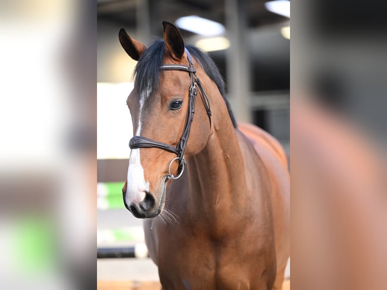 KWPN Jument 8 Ans 167 cm Bai cerise in Bladel