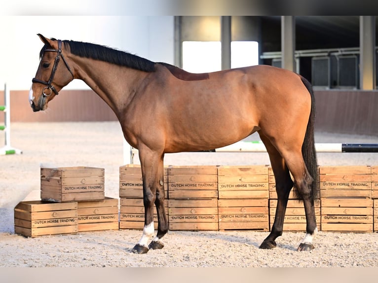 KWPN Jument 8 Ans 167 cm Bai cerise in Bladel