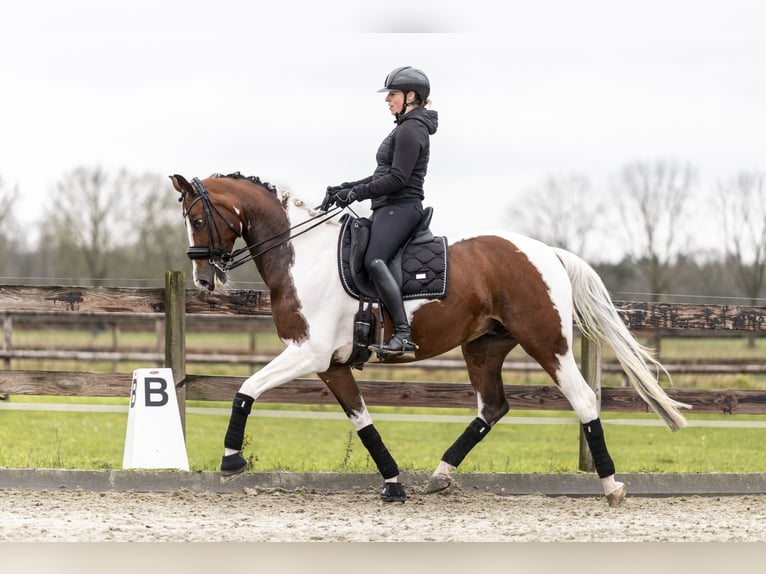 KWPN Jument 8 Ans 167 cm Pinto in Moergestel