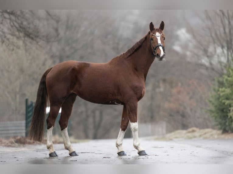 KWPN Jument 8 Ans 168 cm Alezan in Windhagen