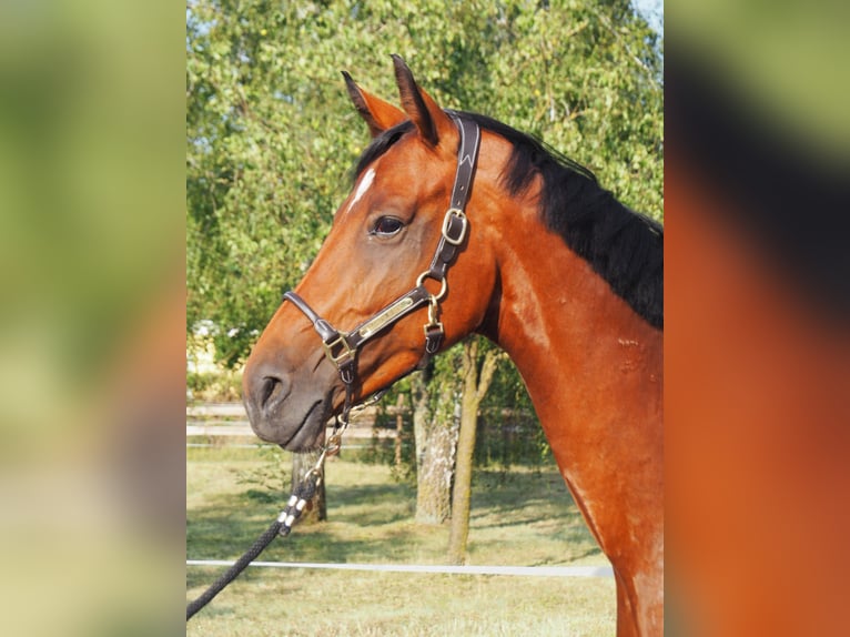 KWPN Jument 8 Ans 168 cm Bai brun in Neuhofen An Der Ybbs