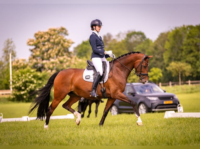 KWPN Jument 8 Ans 168 cm Bai in Raerd