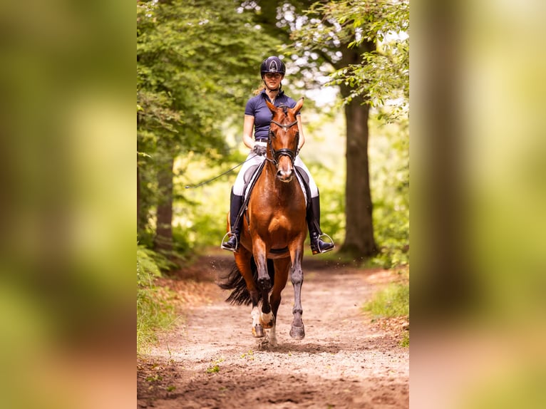 KWPN Jument 8 Ans 168 cm Bai in Raerd