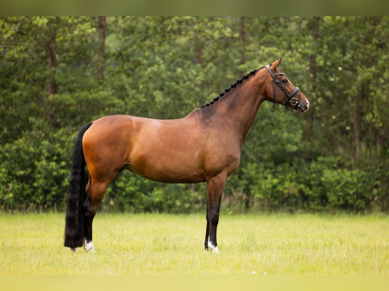 KWPN Jument 8 Ans 168 cm Bai in Raerd