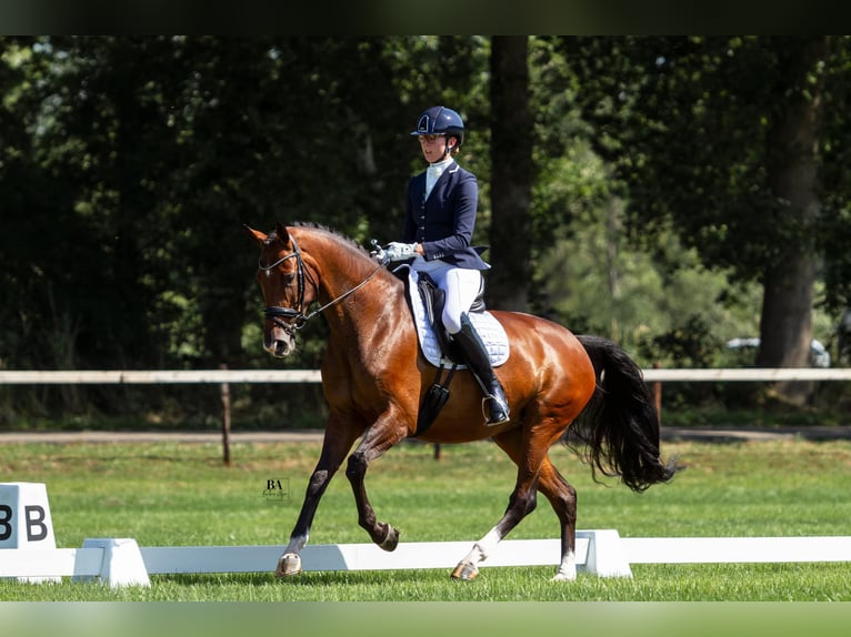 KWPN Jument 8 Ans 168 cm Bai in Raerd