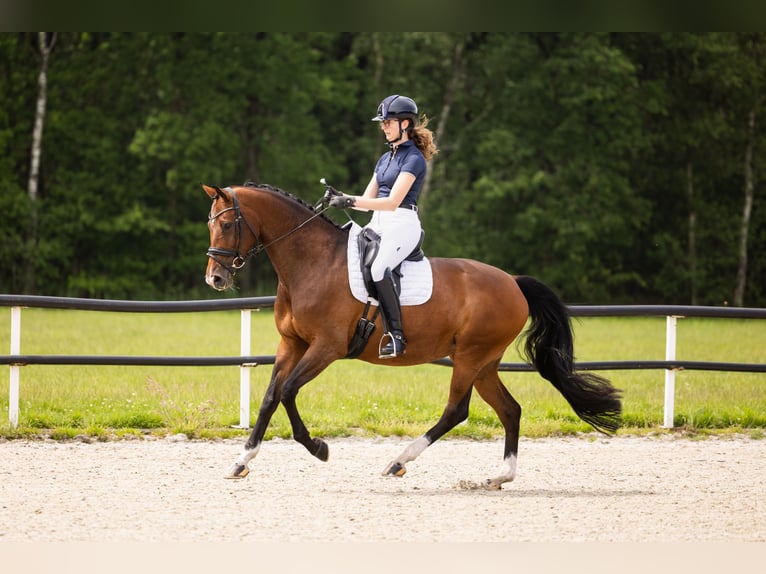 KWPN Jument 8 Ans 168 cm Bai in Raerd