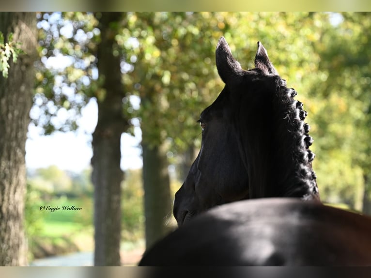 KWPN Croisé Jument 8 Ans 168 cm Noir in Strassen