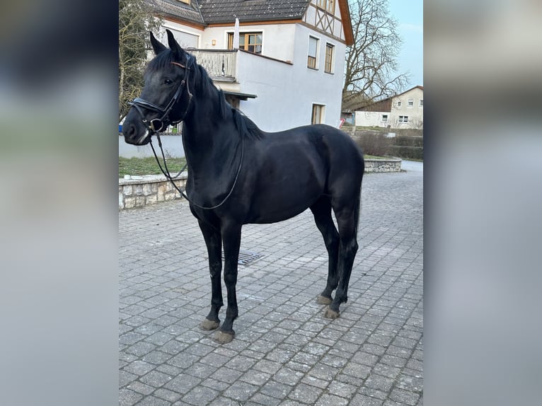 KWPN Jument 8 Ans 168 cm Noir in Treuchtlingen