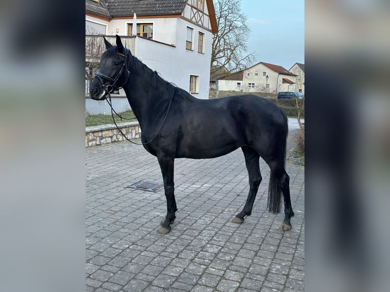 KWPN Jument 8 Ans 168 cm Noir in Treuchtlingen