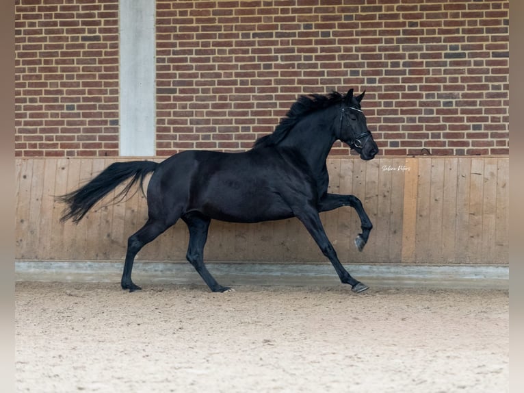 KWPN Jument 8 Ans 168 cm Noir in Goch