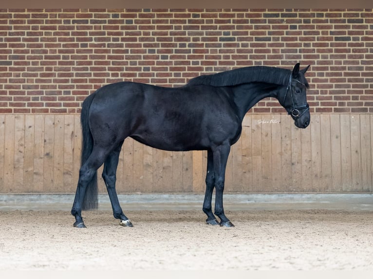 KWPN Jument 8 Ans 168 cm Noir in Goch