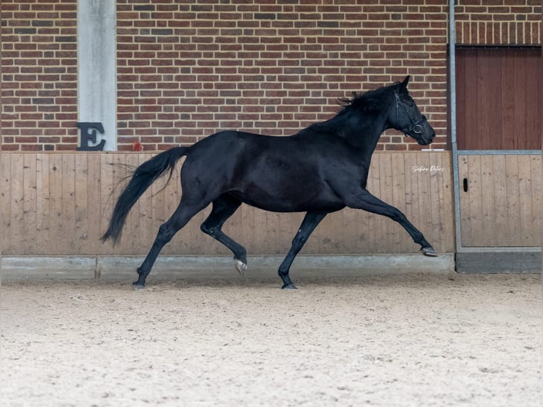 KWPN Jument 8 Ans 168 cm Noir in Goch