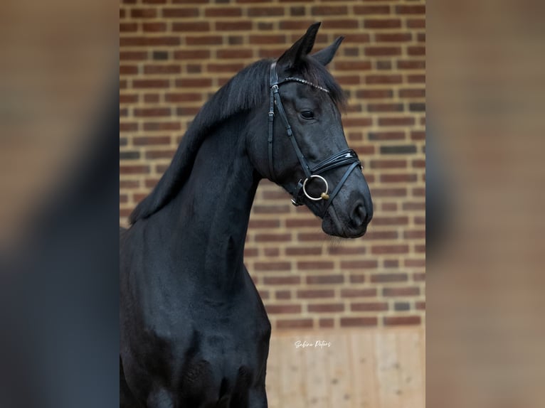 KWPN Jument 8 Ans 168 cm Noir in Goch