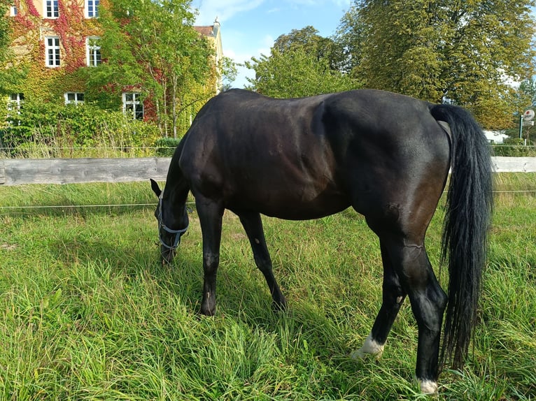 KWPN Jument 8 Ans 169 cm Bai in Neu Gaarz