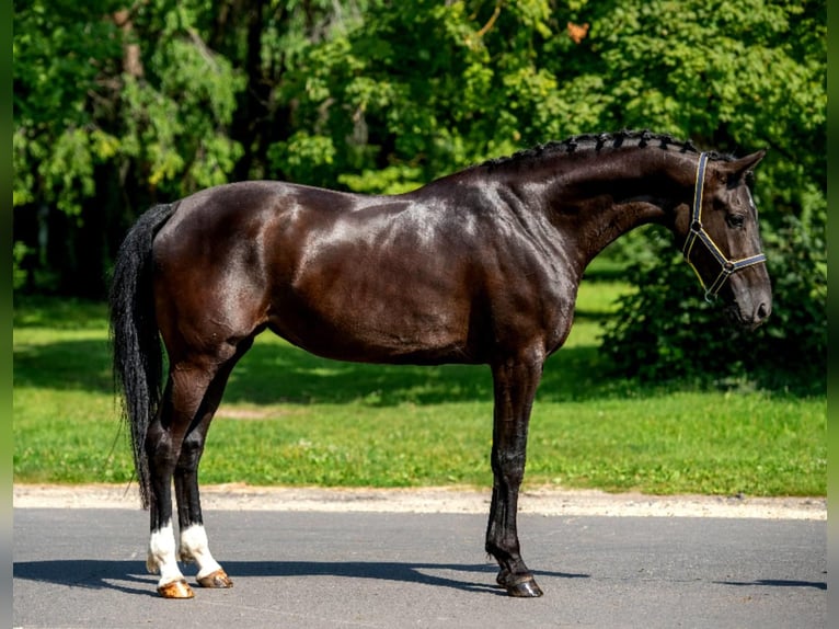 KWPN Jument 8 Ans 169 cm Bai in Neu Gaarz