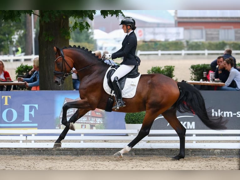 KWPN Jument 8 Ans 169 cm Bai in Neu Gaarz