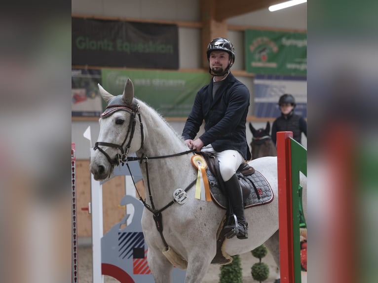 KWPN Jument 8 Ans 169 cm Gris in L&#xFC;beckL&#xFC;beck