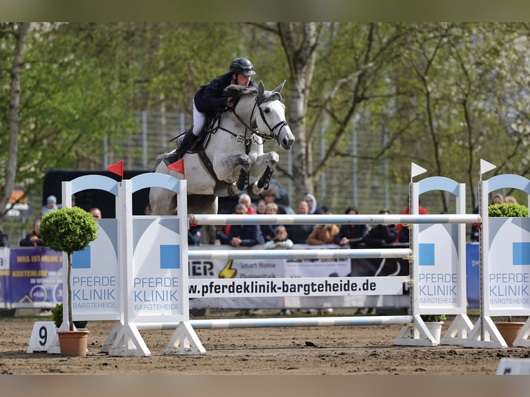 KWPN Jument 8 Ans 169 cm Gris in L&#xFC;beckL&#xFC;beck