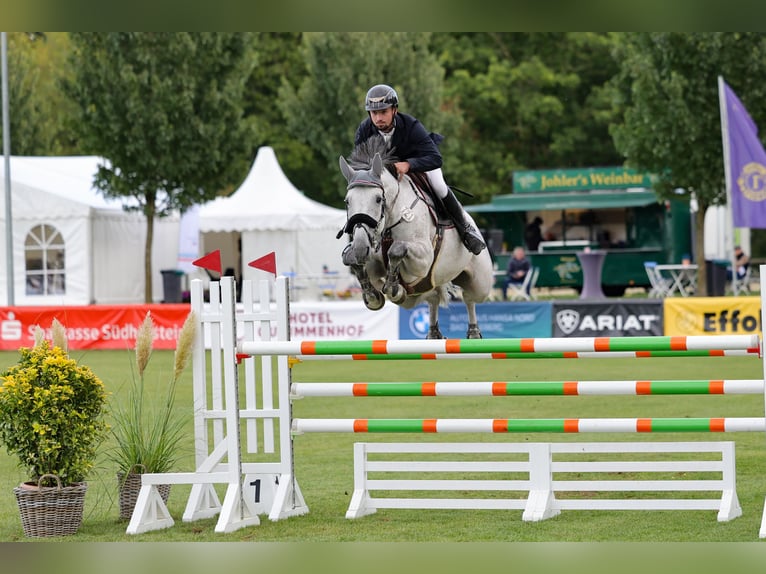 KWPN Jument 8 Ans 169 cm Gris in L&#xFC;beckL&#xFC;beck