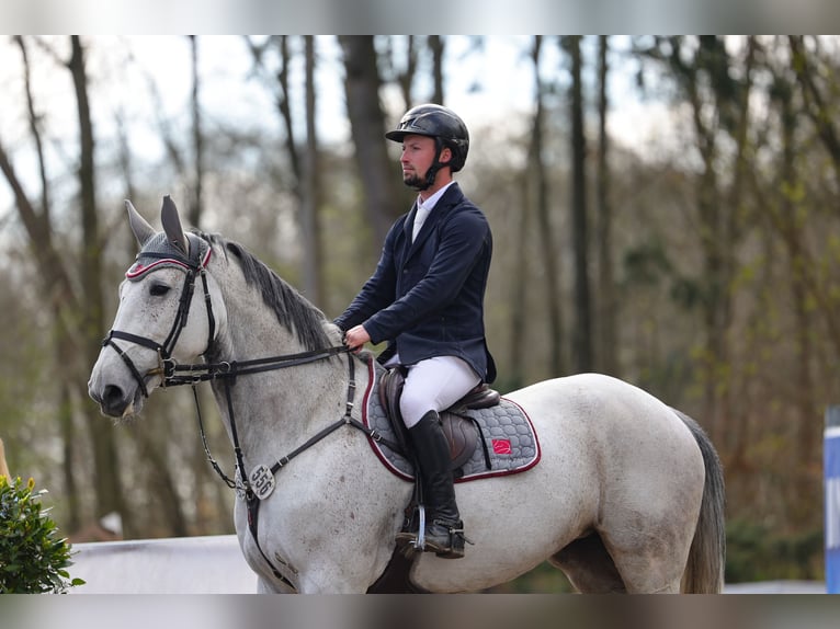 KWPN Jument 8 Ans 169 cm Gris in L&#xFC;beckL&#xFC;beck