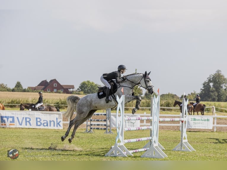 KWPN Jument 8 Ans 169 cm Gris in L&#xFC;beckL&#xFC;beck