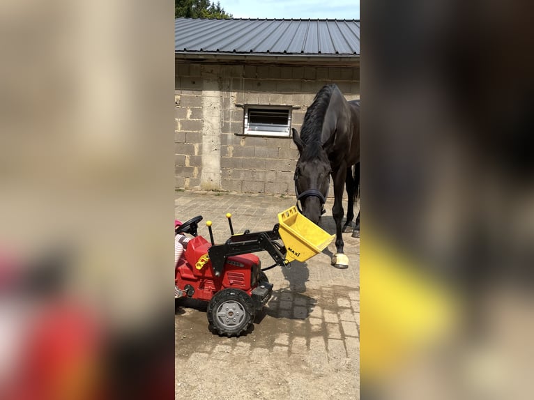 KWPN Jument 8 Ans 170 cm Bai brun in Niederpr&#xFC;m